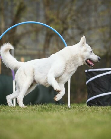 Hund läuft durch Parcours