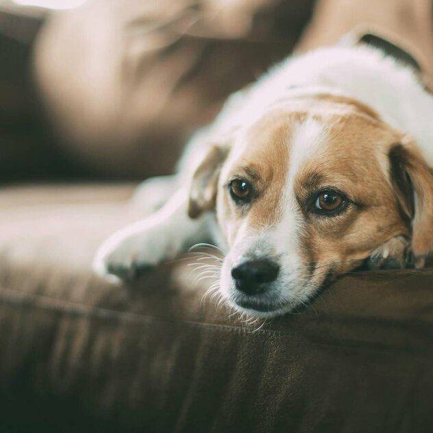 Hund liegt auf Sofa