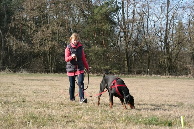 Dobermann auf einer Wiesen beim Fährten mit Frauchen