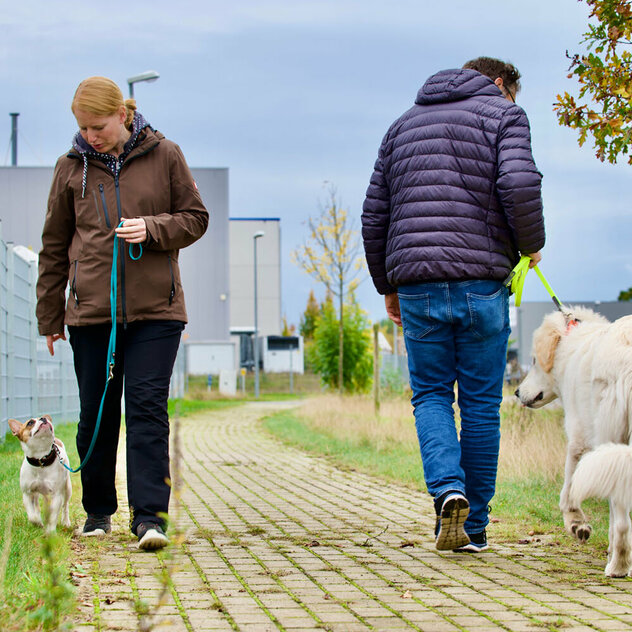 Zwei Menschen mit ihren Hunden begegnen sich auf einem Weg.