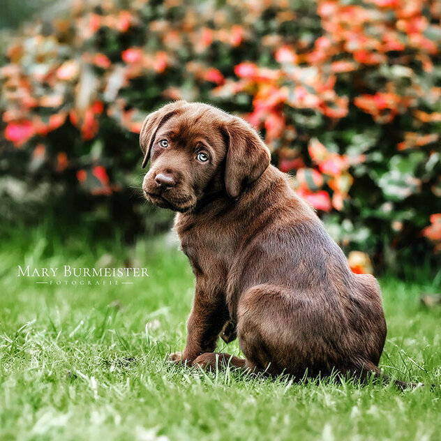 brauner Labrador Welpe schaut seitlich