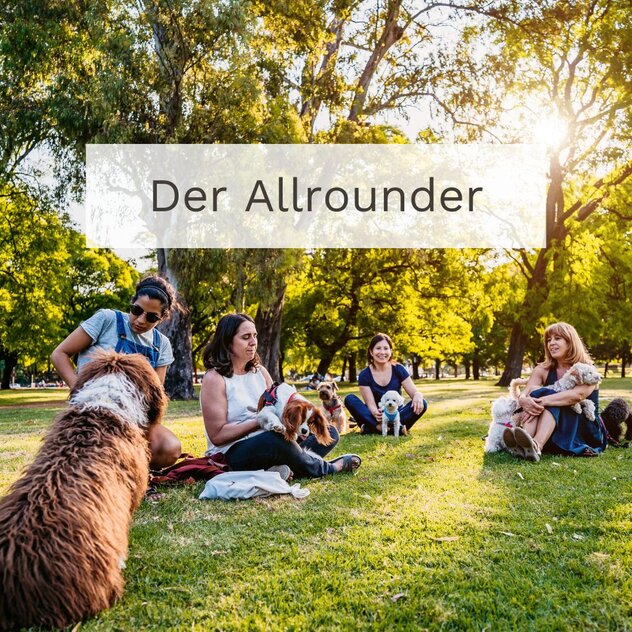 Hunde trainieren in der Gruppe