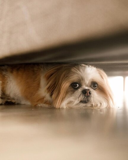 Ein Hund zeigt Anzeichen von Angst und Unsicherheit im Training.