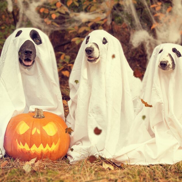Halloween - Special: Der Gruselspaß für Mensch und Hund