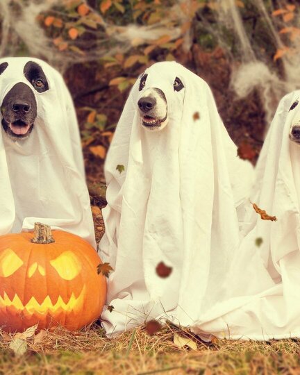 Halloween_Special Halloween - Special: Der Gruselspaß für Mensch und Hund