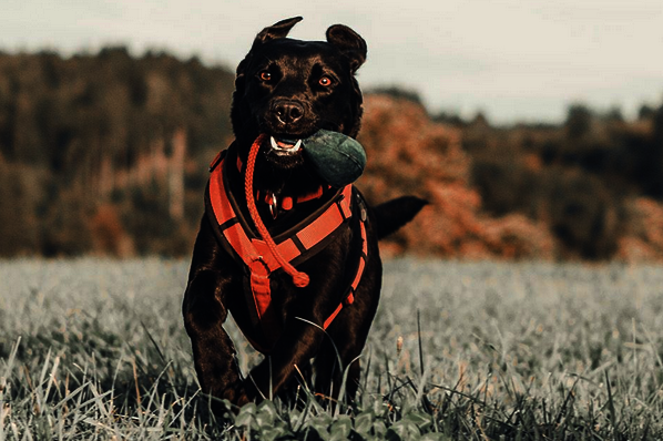 Urlaub mit Hund Trainingsferien Erholung Auszeit Spaß