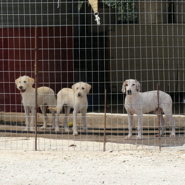Drei weiße Hunde Tierheim Kreta