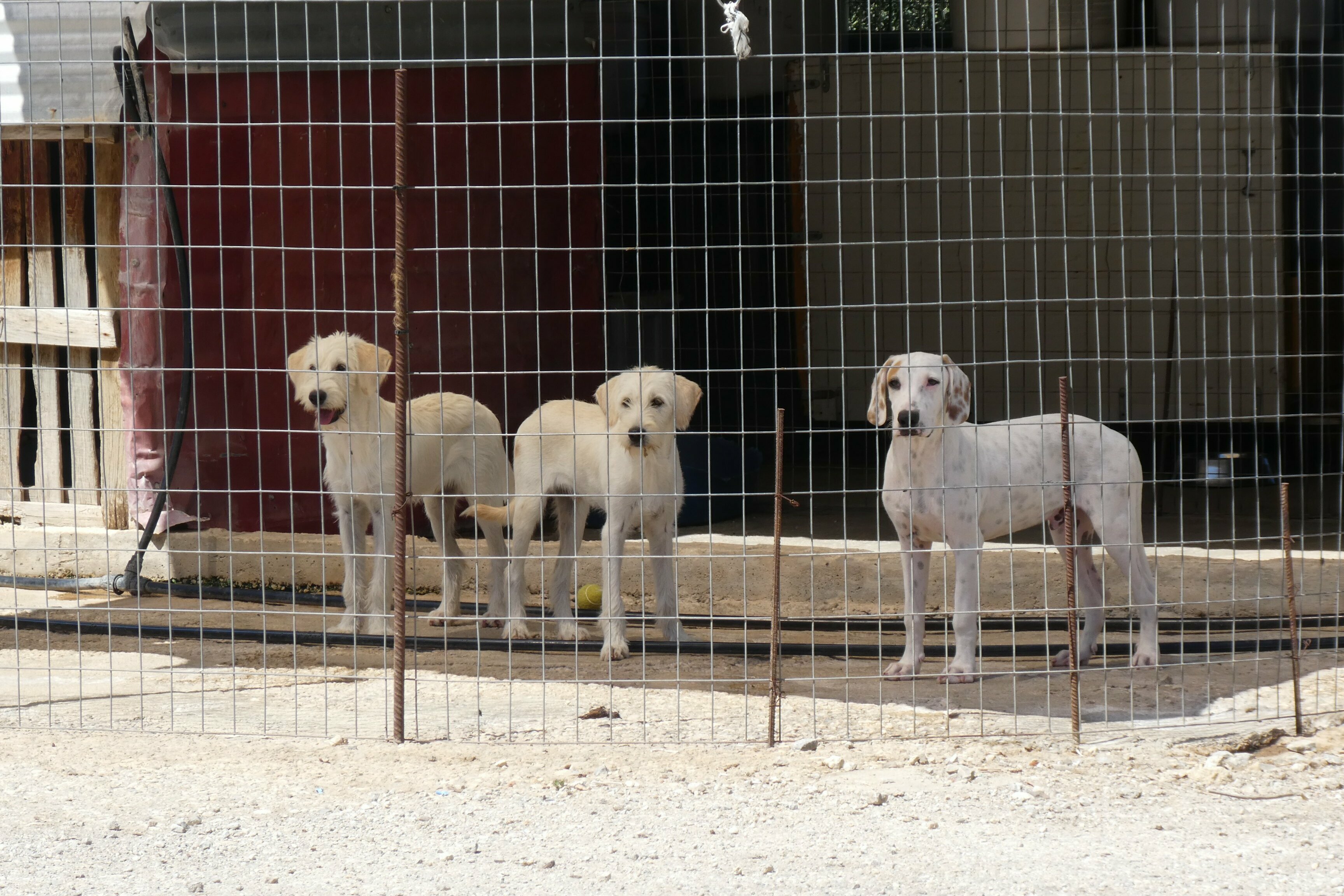 Drei weiße Hunde Tierheim Kreta