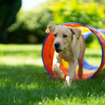 Labrador läuft durch einen bunten Tunnel