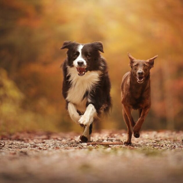 Schwarz weißer Hund und brauner Hund rennen nebeneinander