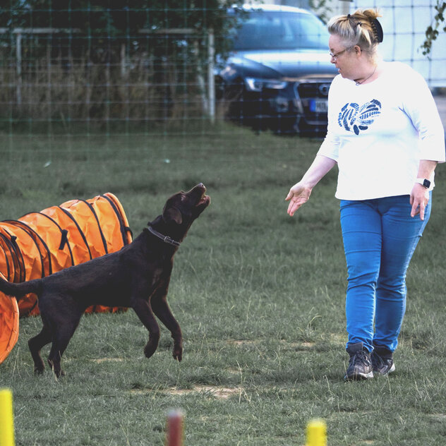 Hundeschule für die Region zwischen Garbsen und Rinteln: Die braune Labrador-Hündin Bonny steht bellend vor Ramona Ermler.