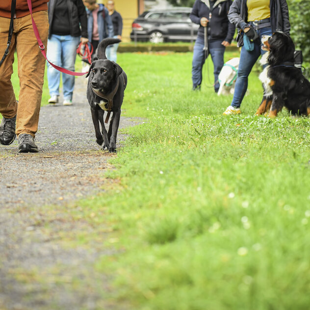 Hundegruppe Begenungen