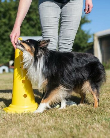 Hund wird mit Futter um Pylone gelockt