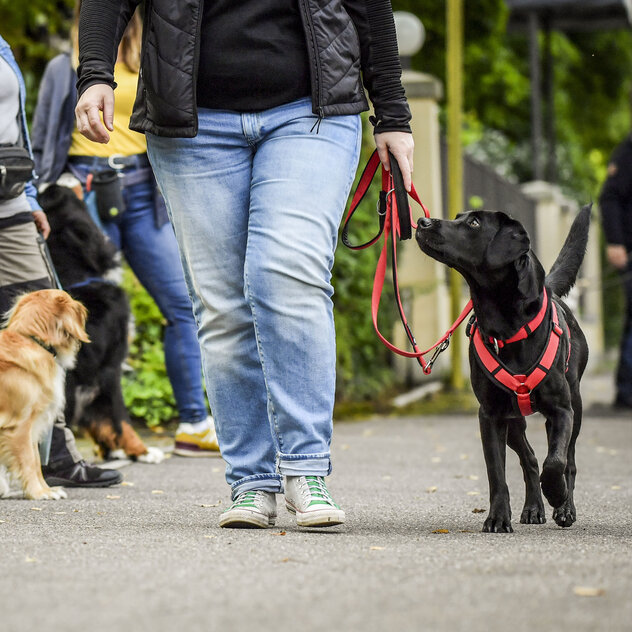 Hund läuft mit Frau an lockerer Leine