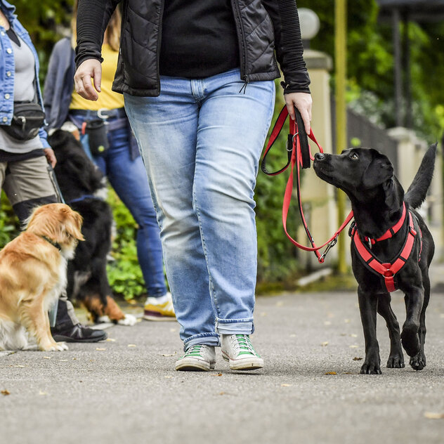 Hund an lockerer Leine schaut zur Halterin