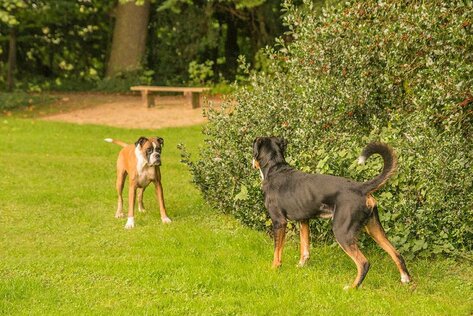 Zwei Hunde stehen sich imponierend gegenüber.