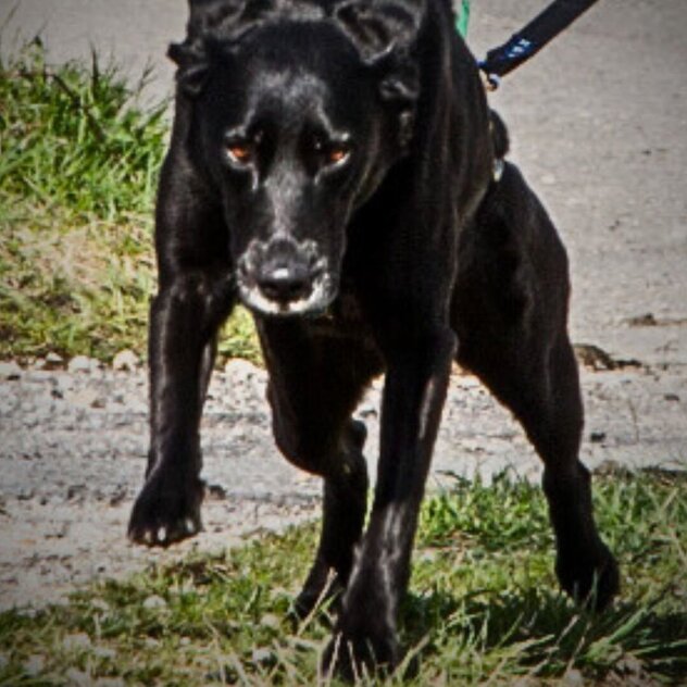 Schwarzer Hund fokussiert im Zughund-Training beim Canicross in Nürtingen.
