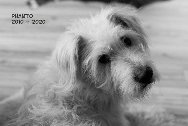 Terrier-Mix Porträt Regenbogenbrücke