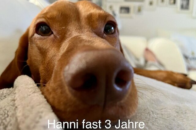 Magyar Vizsla Hanni Porträt auf Couch