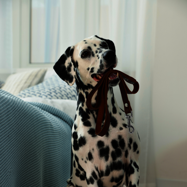 Leinenführigkeitskurs in Leipzig – praxisnahes Training