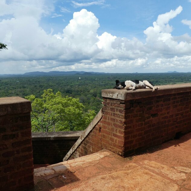 schlafender Straßenhund auf Mauer vor Urwald