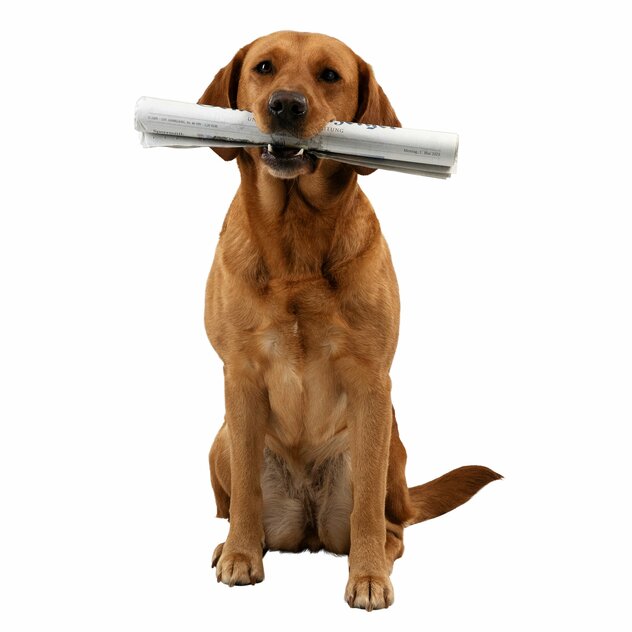 Hund mit Zeitung im Maul