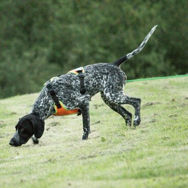 Mantrailing als Freizeitbeschäftigung2 Hund beim Mantrailing