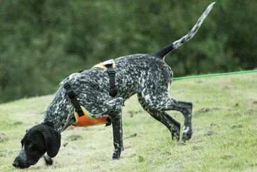 Mantrailing als Freizeitbeschäftigung2 Hund beim Mantrailing