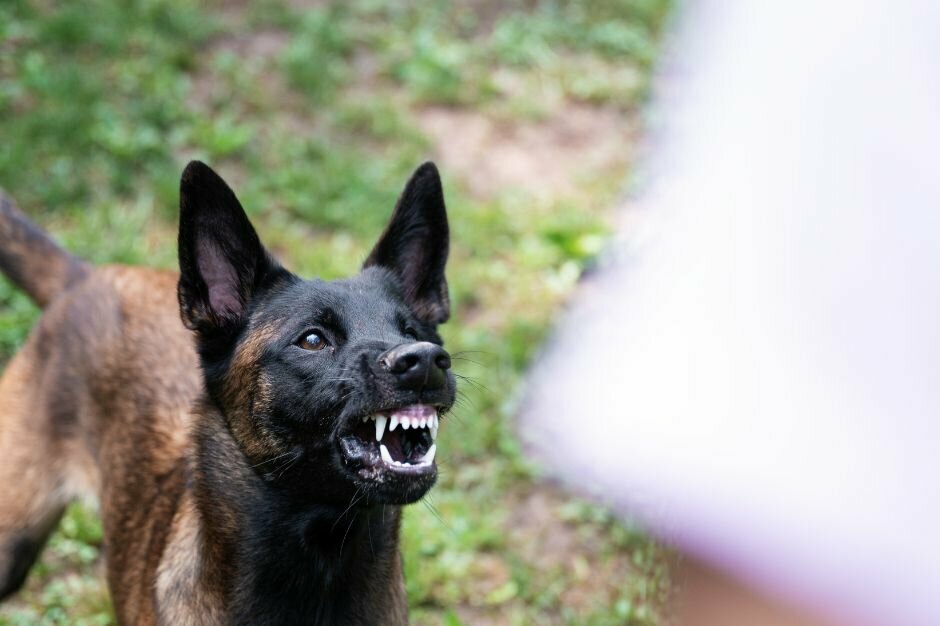 Malinois aggressiv gegenüber Mensch