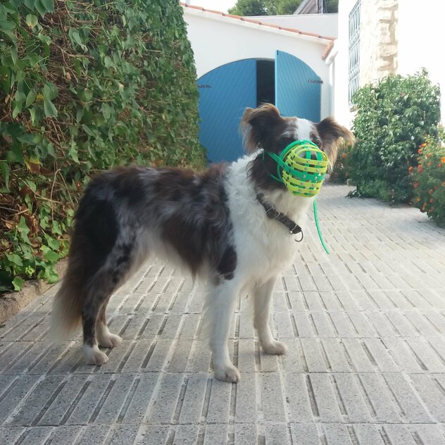 Australian Shepherd Chica trägt einen Maulkorb.