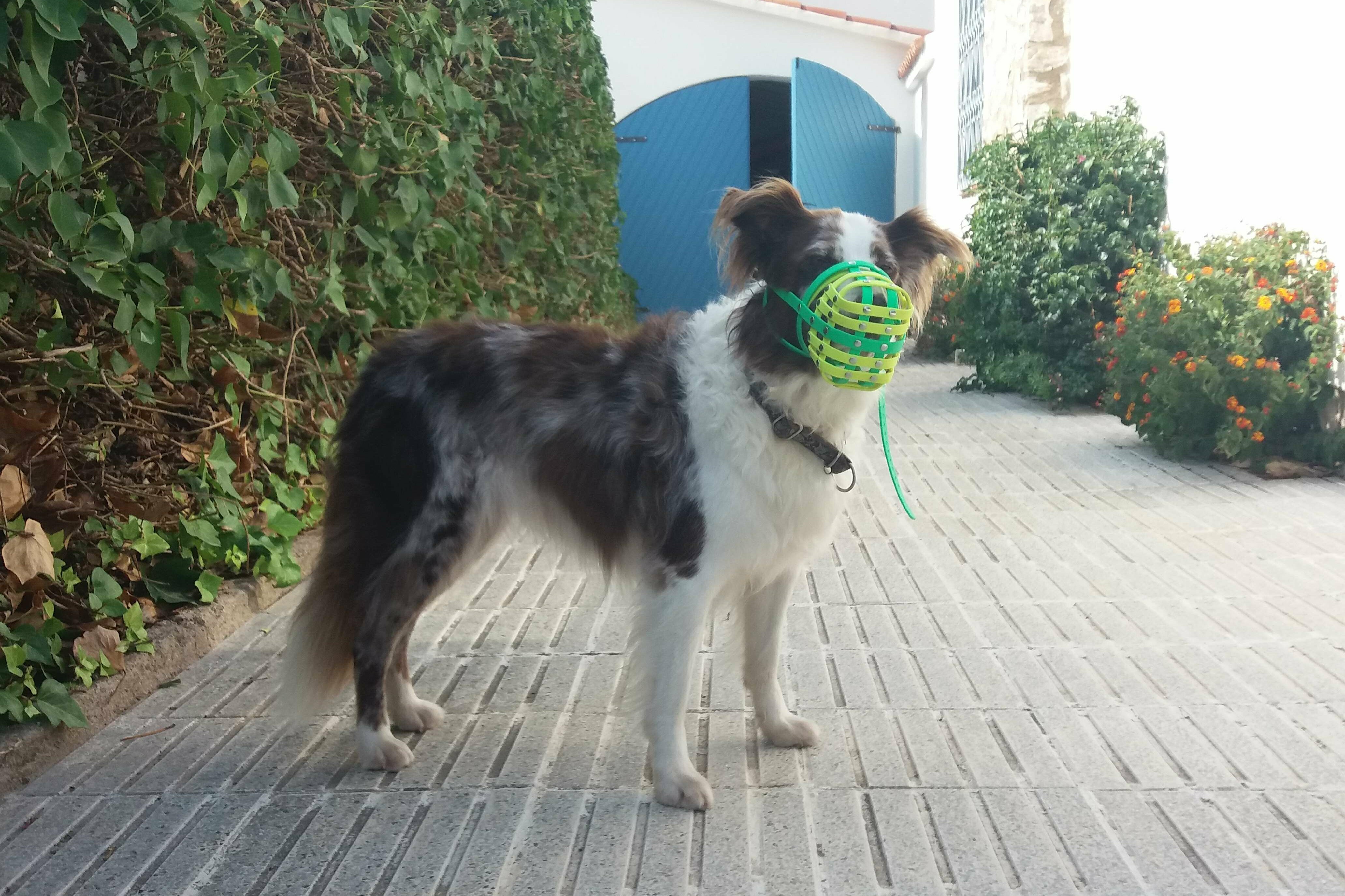 Australian Shepherd Chica trägt einen Maulkorb.