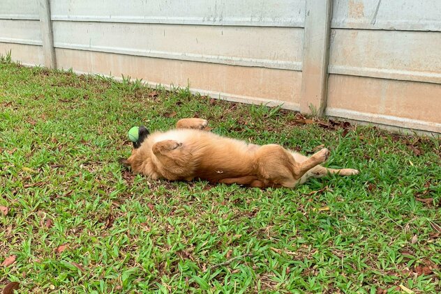 Hund mit Ball im Maul im Auslauf Soi Dog
