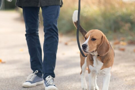 Mensch-Hund-Team übt Leinenführigkeit an lockerer Leine im Alltag