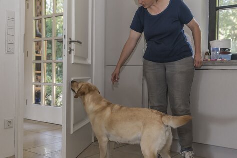 Mensch-Hund-Team übt kreative Beschäftigung