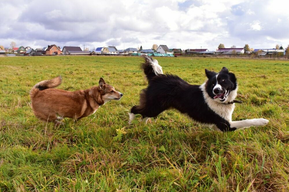 eine kleiner brauner Hund jagt einen Border Collie