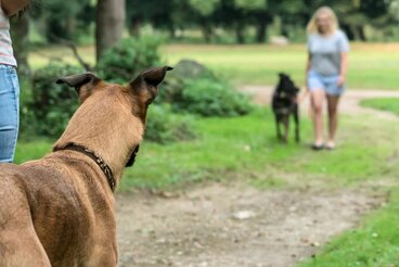 Unerwünschte Hundebegegnungen abwehren