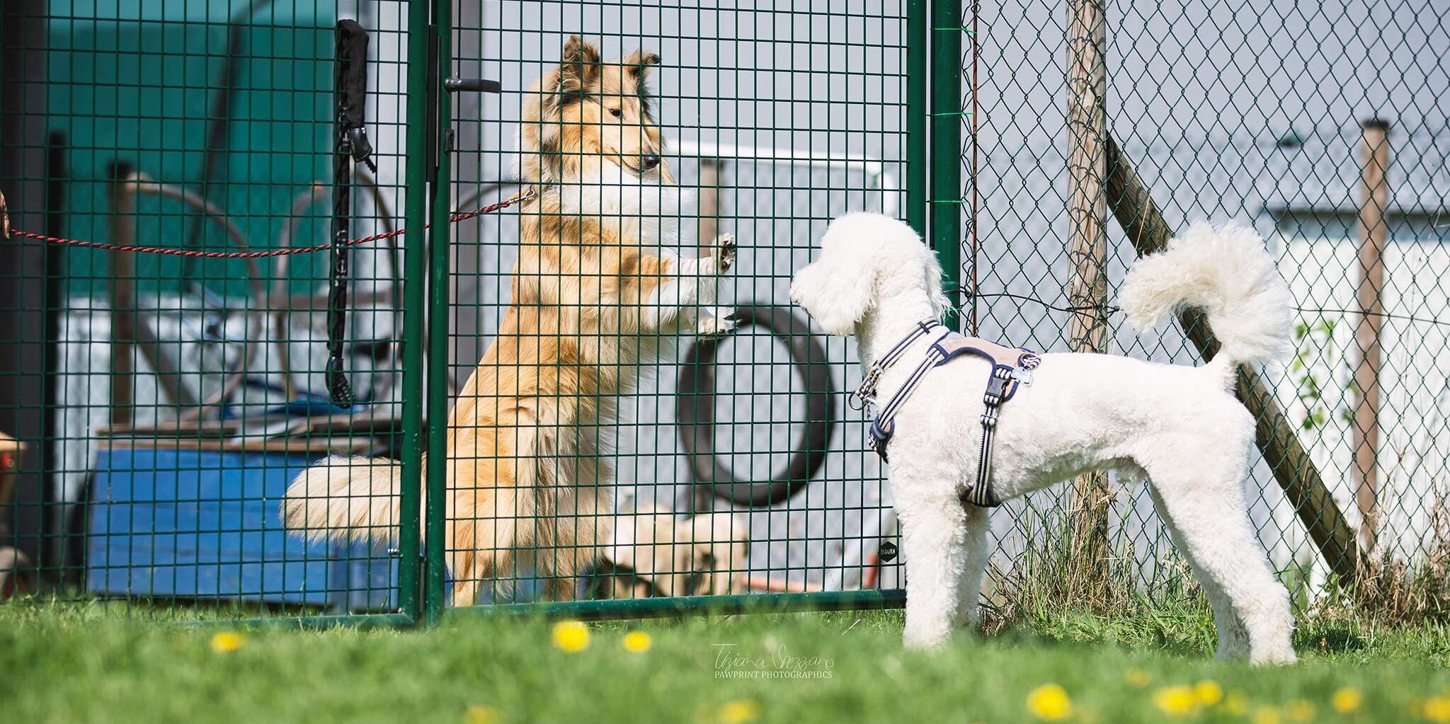 Hunde sind vom Zaun getrennt und nehmen Kontakt auf.