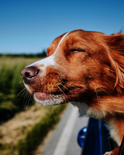 Urlaub mit Hund – Training und gemeinsame Zeit mit Hundeschule Leipzig in der Natur