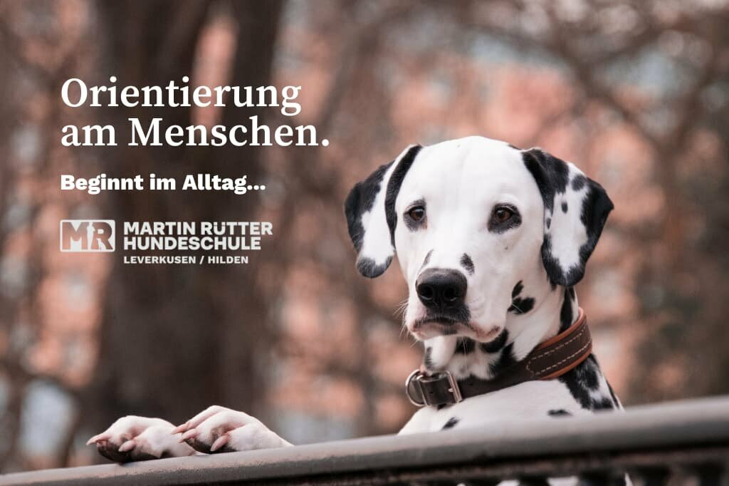 Dalmatiner mit Vorderpfoten auf einem Geländer blickt zum Menschen
