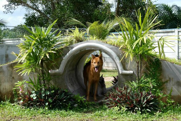 Hund im Auslauf Soi Dog