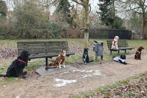 6 Hunde im Training im Stadtpark Zossen