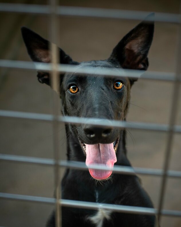 schwarzer junger Galgo espanol Rüde hinter Zwingergitter