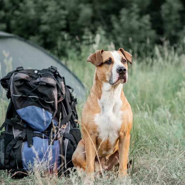 Hund sitzt neben Rucksack