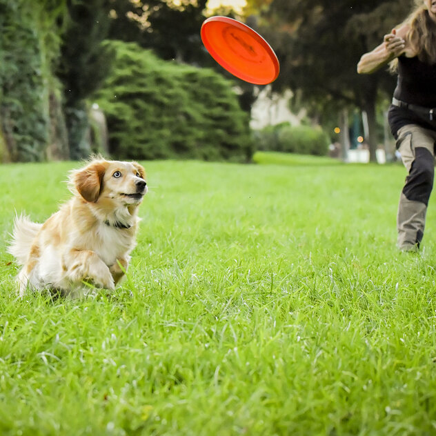 Hund spielt Frisbee 