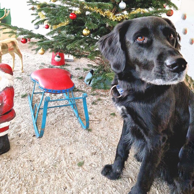 Weihnachtliche Leckereien können giftig sein für deinen Hund