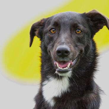 Ein schwarzer Hund mit weißem Brustfleck schaut in die Kamera.