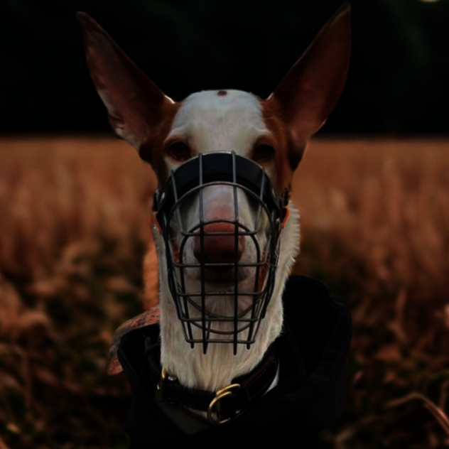 Hund mit perfekt sitzendem Maulkorb bei der Beratung in der Hundeschule Martin Rütter Nürtingen.