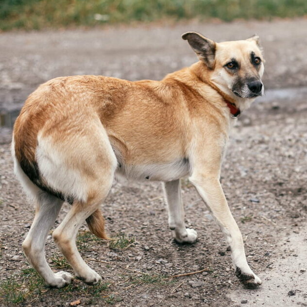 ein brauner mittelgroßer Hund weicht vor eine menschlichen hand zurück. Seine Rute ist engezoggen