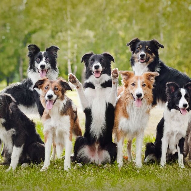 Hundegruppe Border Collies