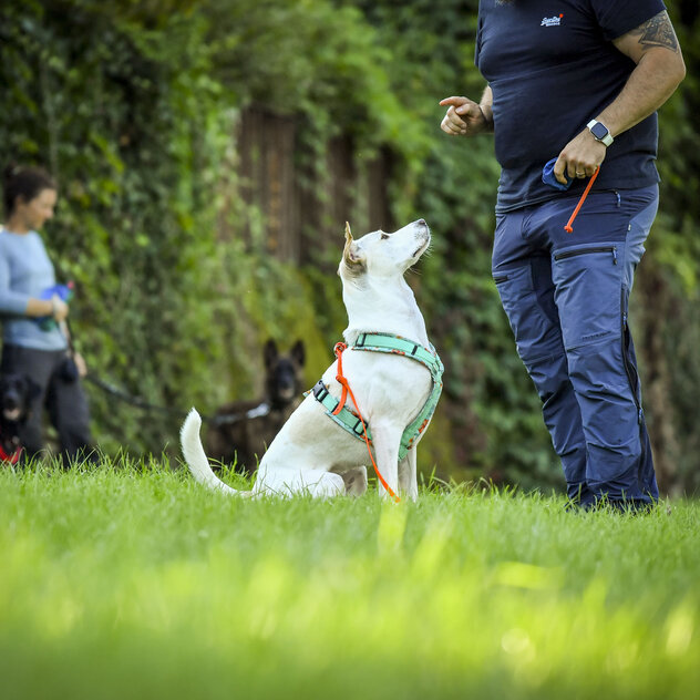 Hund mit Mensch beim Training